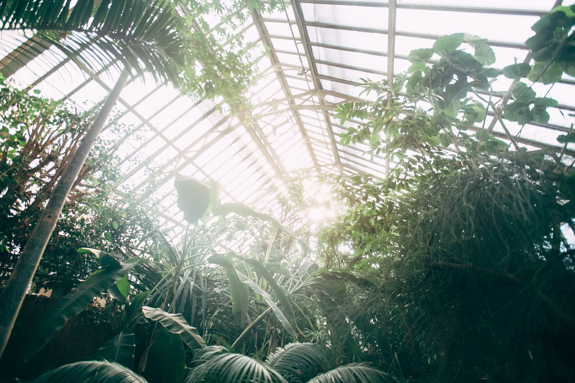 Do Greenhouses Need Direct Sunlight? - Greenhouse Gusto
