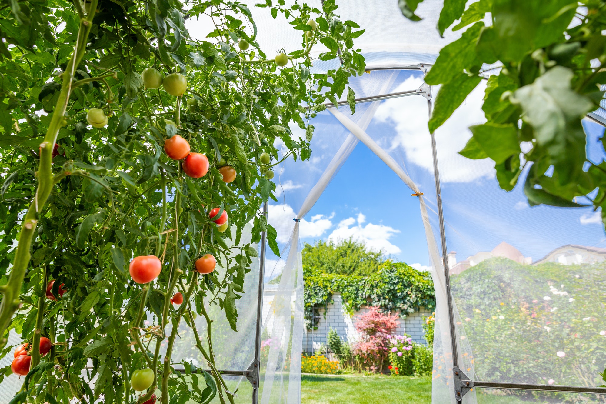 do-greenhouse-need-ventilation-greenhouse-gusto