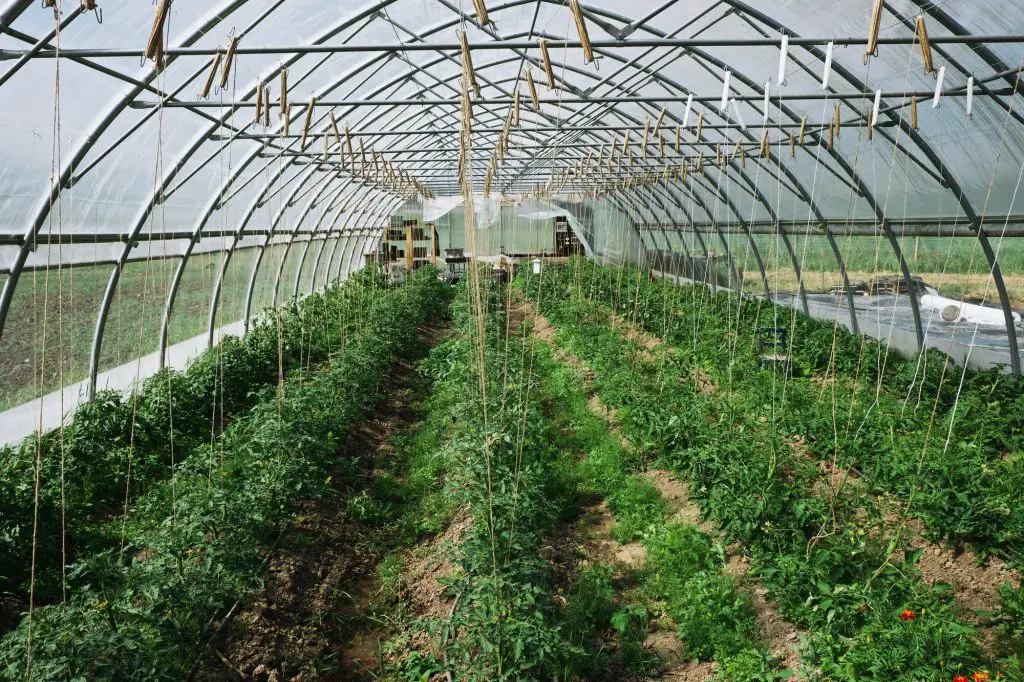 how-does-a-greenhouse-work-greenhouse-gusto