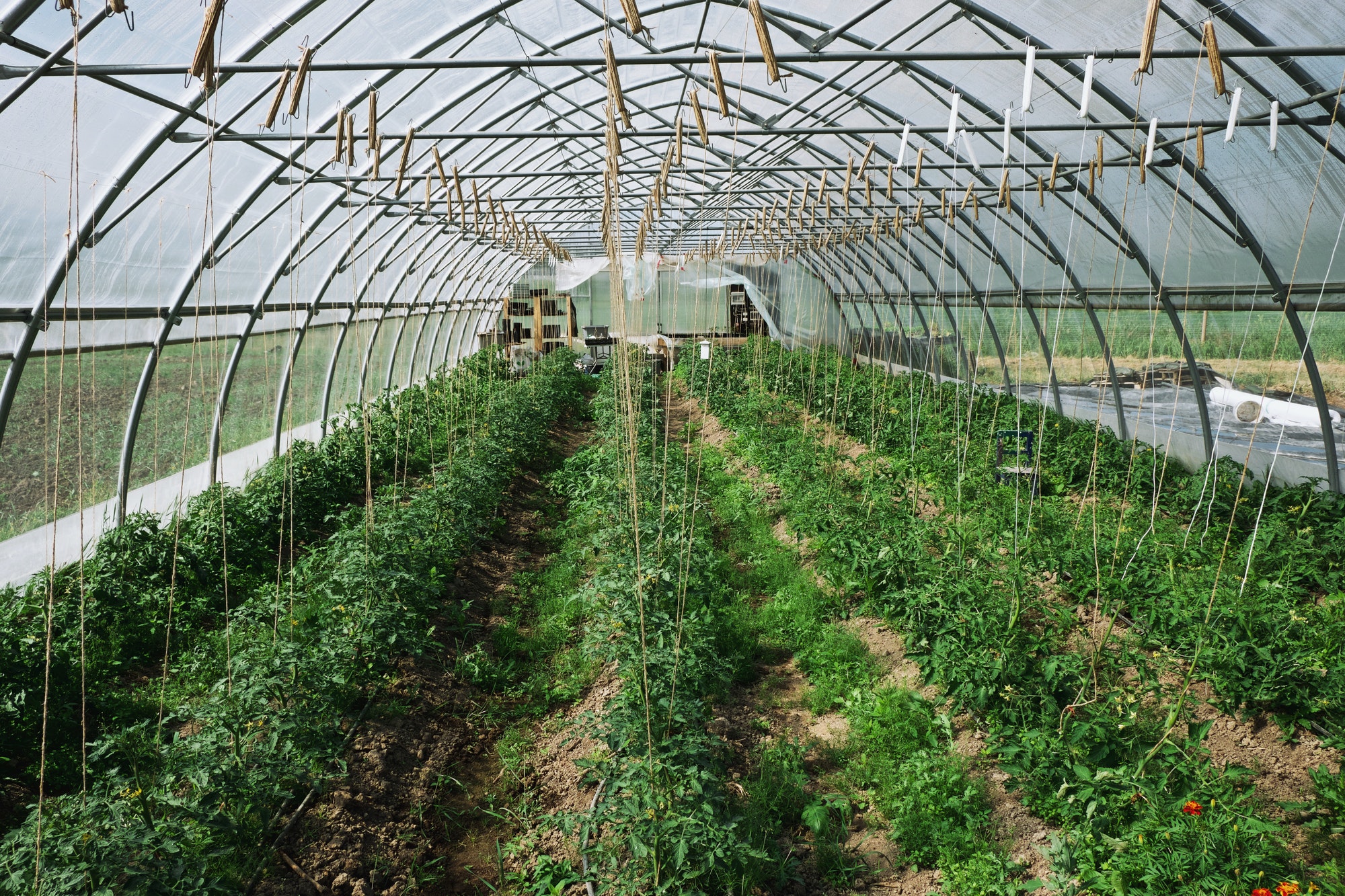 What Makes A Greenhouse Work