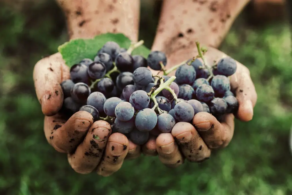 Can You Grow Grapes In Edmonton