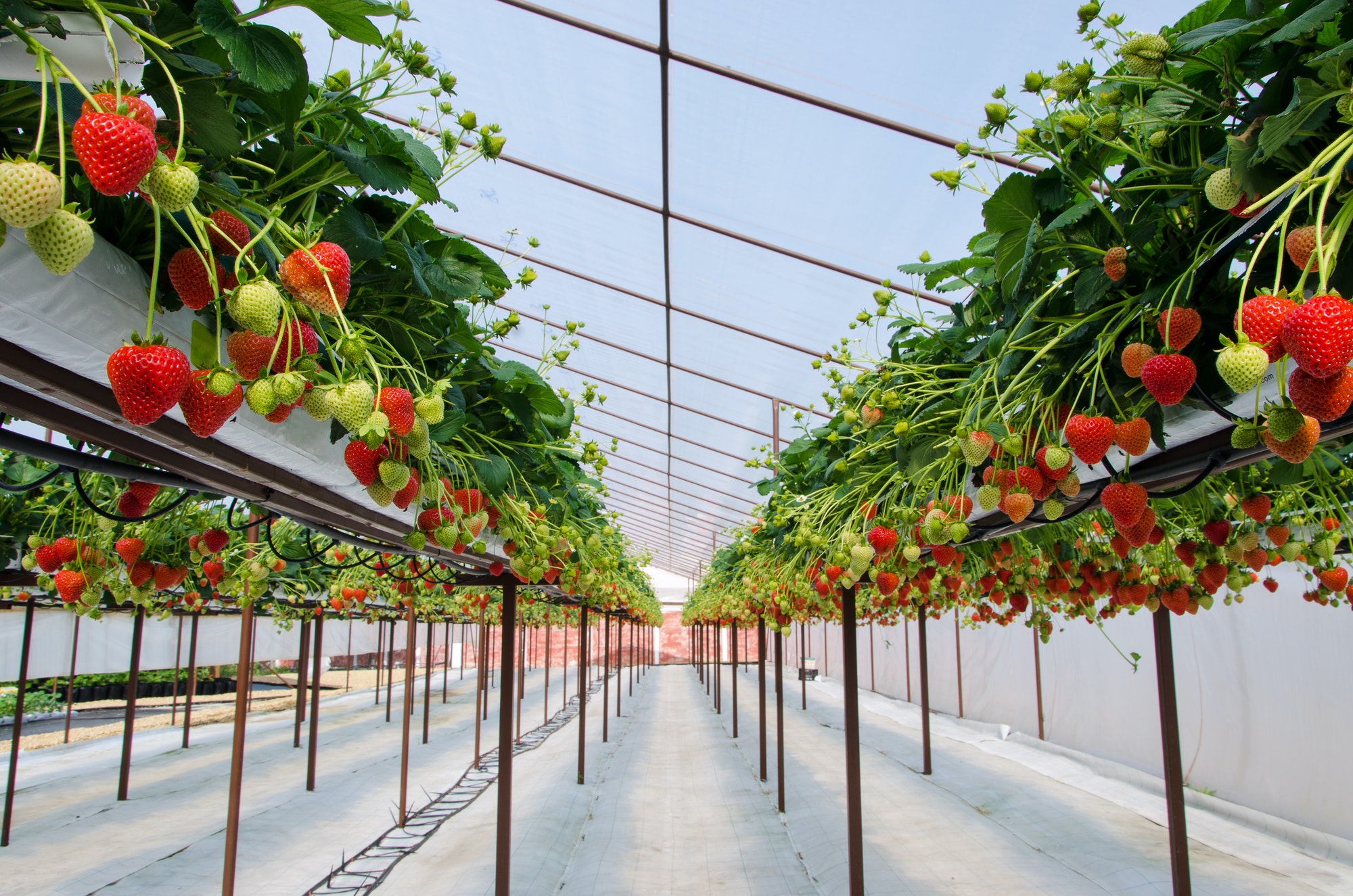 How to Grow Strawberries In A Greenhouse [year] Greenhouse Gusto