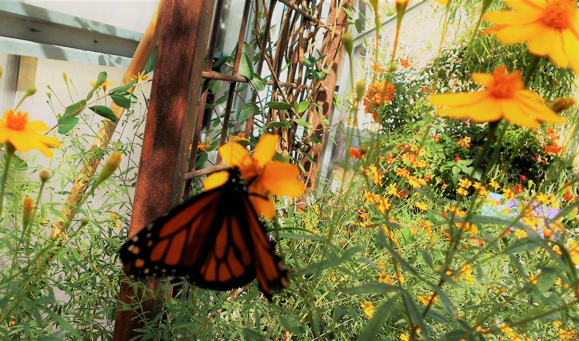 how-to-start-a-butterfly-greenhouse-greenhouse-gusto