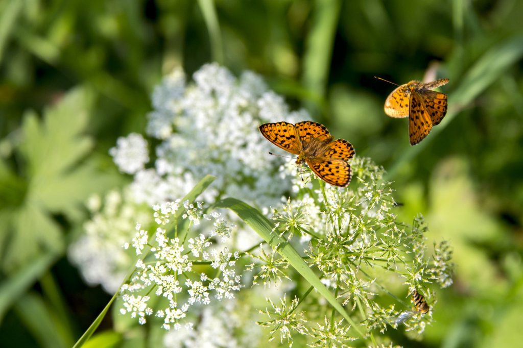 how-do-butterflies-breed-in-a-greenhouse-greenhouse-gusto