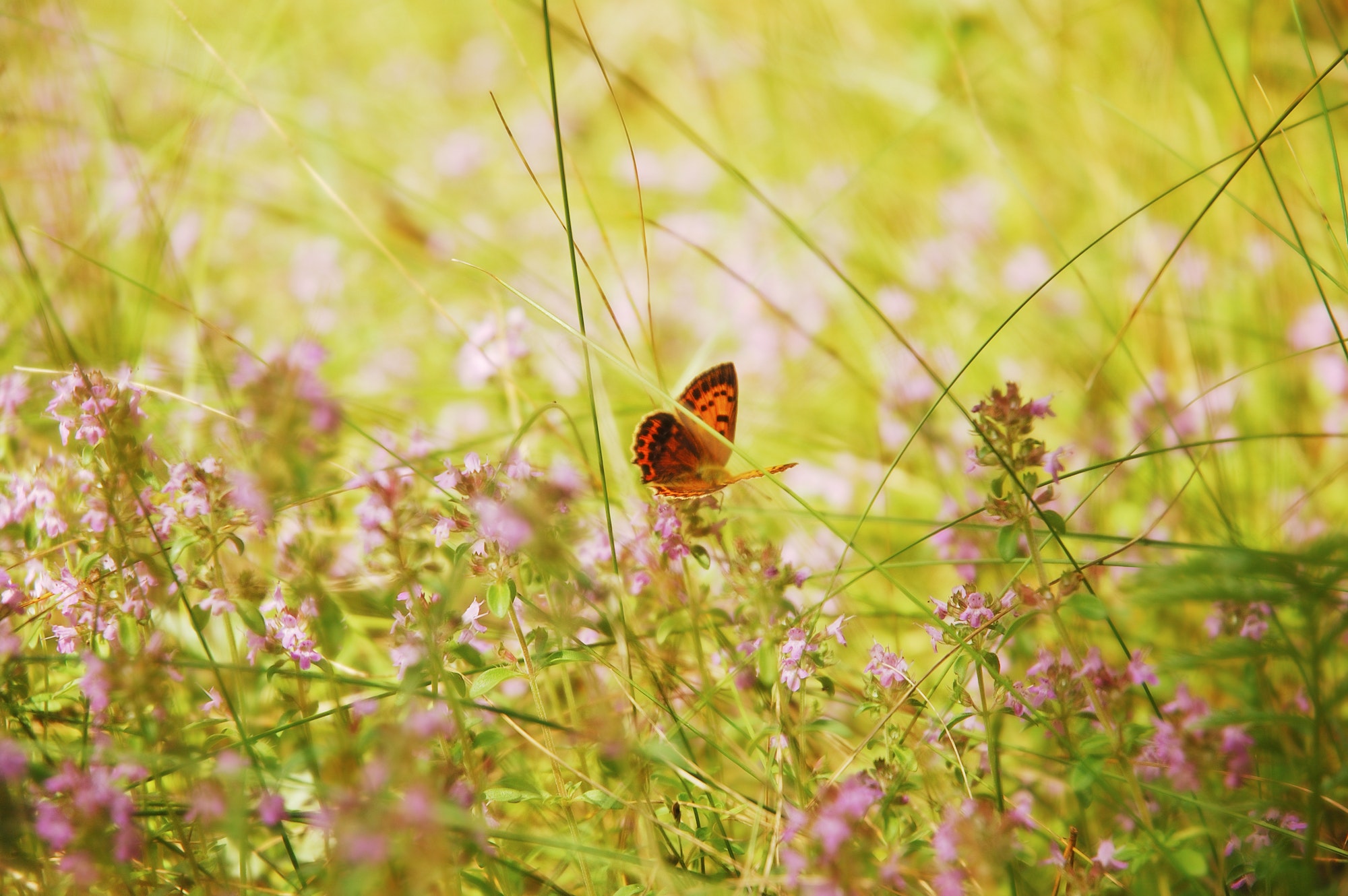 do-butterflies-have-poison-greenhouse-gusto