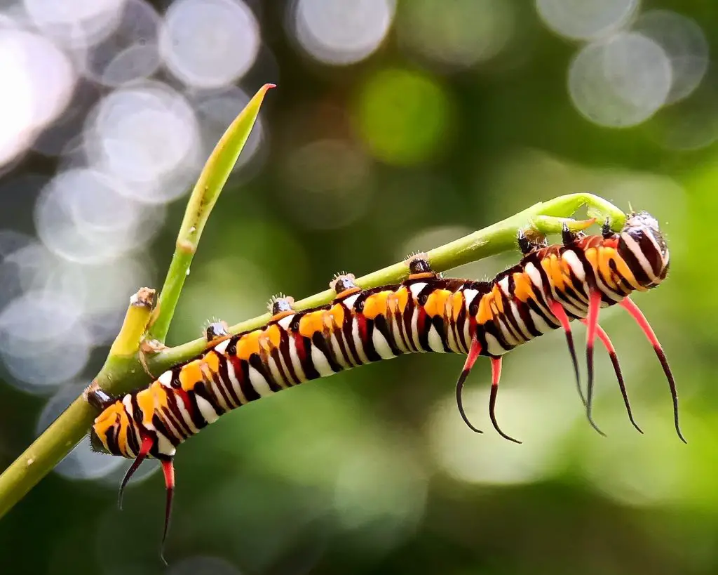 what-do-caterpillars-need-to-survive-greenhouse-gusto