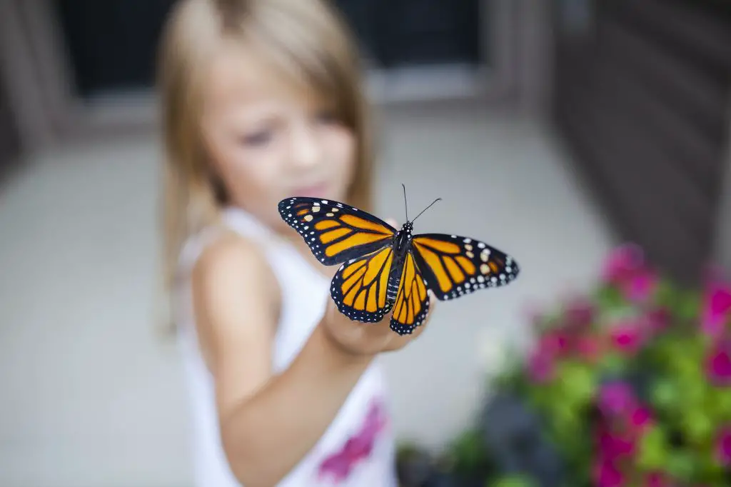 What Does It Mean When A Butterfly Follows You? - Greenhouse Gusto